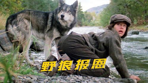 路上有狼全集在线观看